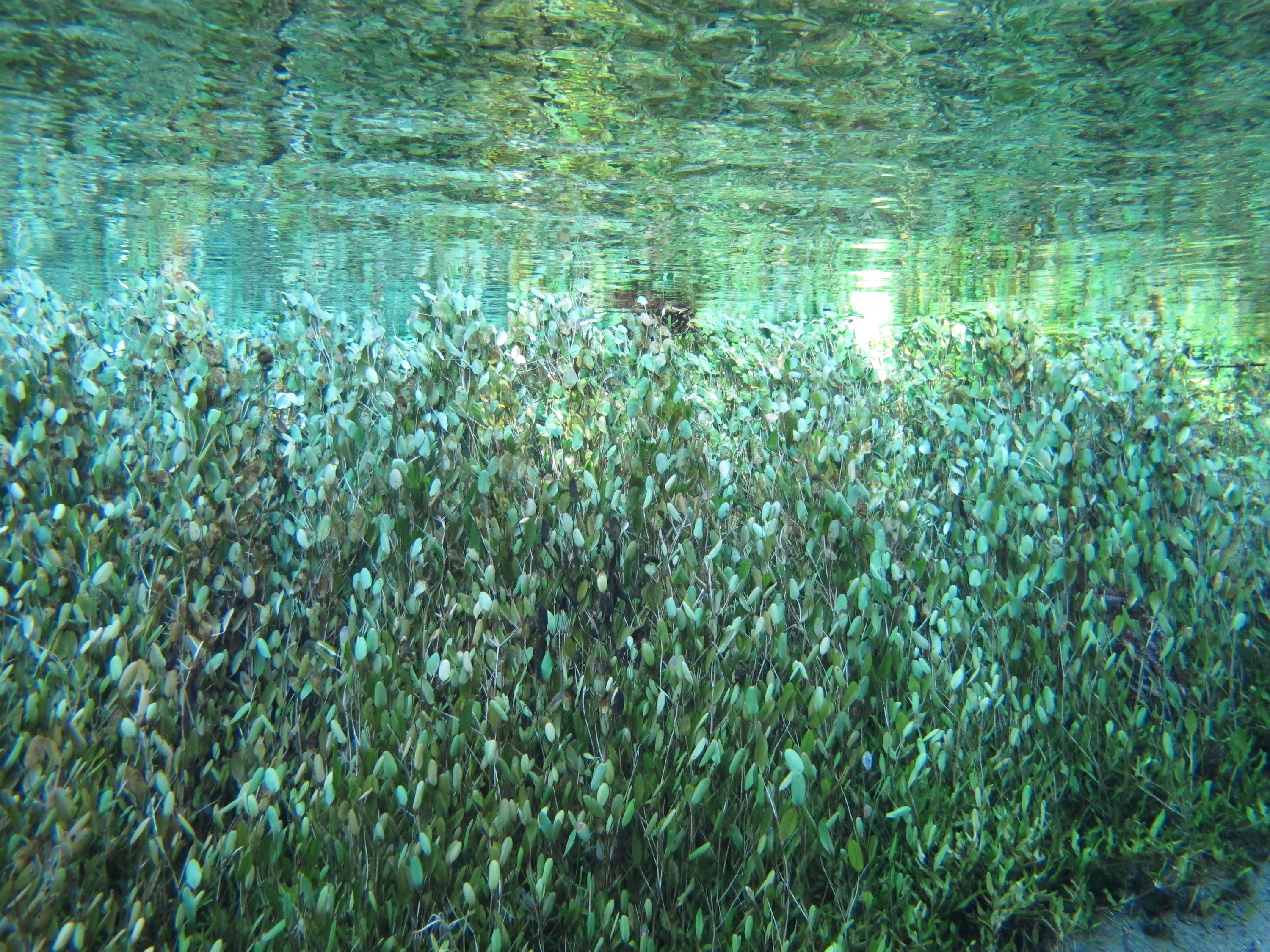 IMG_2421 – freshwater, new zealand, nz, spring, clear, flora, plants, blue water, blue spring, putaruru, te waihou, tirau, waikato